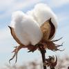 18139337_0_raw-cotton-fibre