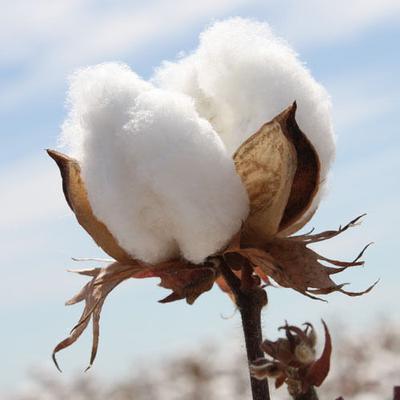 Vải cotton là gì? Nguồn gốc vải cotton