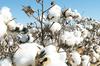 Cách nhận biết vải Cotton làm sao biết được là vải đúng 100% cotton .
