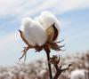 Cách nhận biết vải Cotton làm sao biết được là vải đúng 100% cotton .