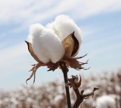 Phân loại vải cotton , có bao nhiêu loại vải cotton trên thế giới ?